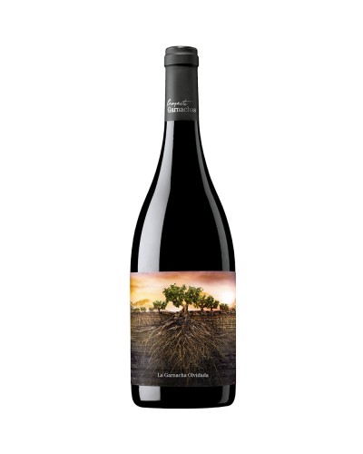 vino tinto la garnacha olvidada de aragon
